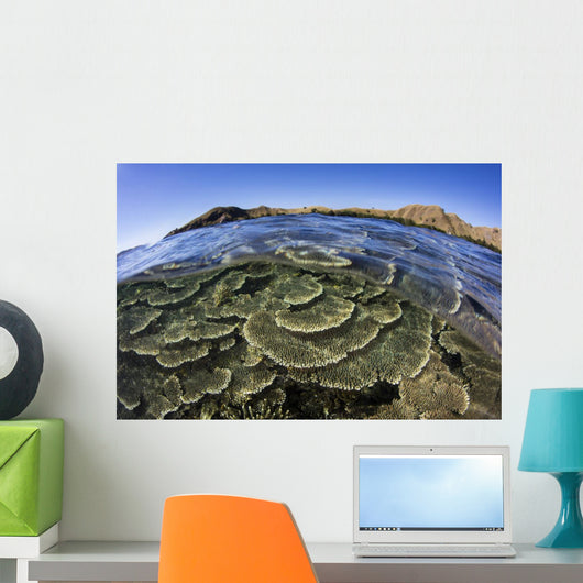 Beautiful and Fragile Coral Layers Wall Decal