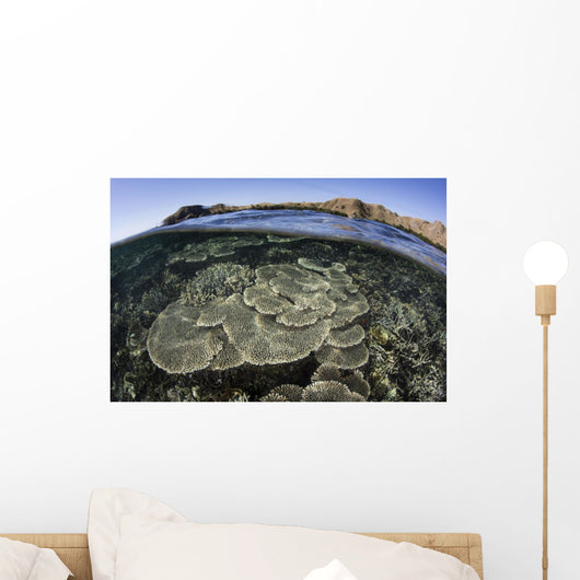 Beautiful and Fragile Coral Underwater Wall Decal