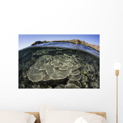 Beautiful and Fragile Coral Underwater Wall Decal shown on a wall
