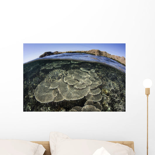 Beautiful and Fragile Coral Underwater Wall Decal