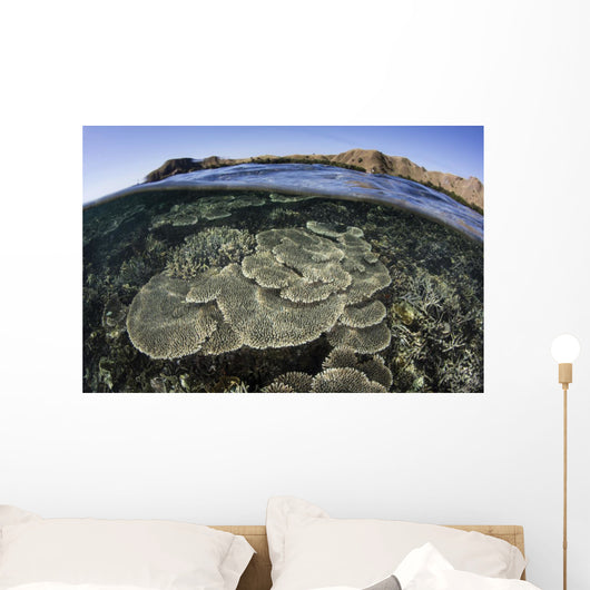 Beautiful and Fragile Coral Underwater Wall Decal
