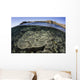 Beautiful and Fragile Coral Underwater Wall Decal