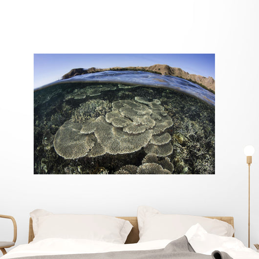 Beautiful and Fragile Coral Underwater Wall Decal