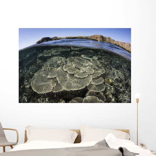 Beautiful and Fragile Coral Underwater Wall Decal