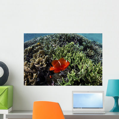 Spinecheek Anemonefish Wims near Wall Decal shown on a wall