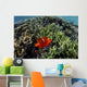 Spinecheek Anemonefish Wims near Wall Decal