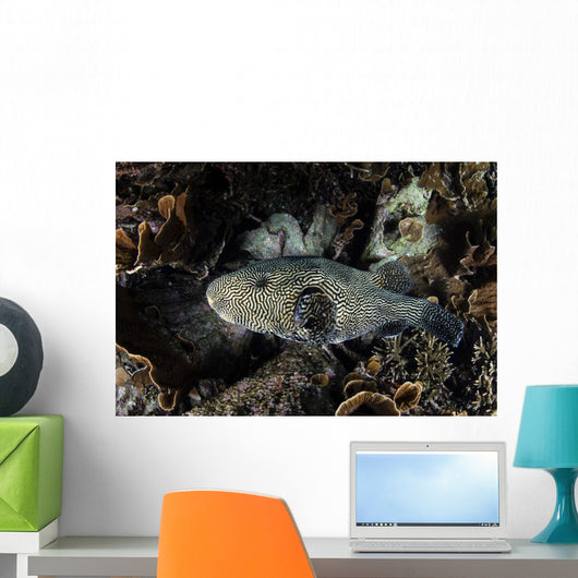 Large Map Pufferfish Swims Wall Decal