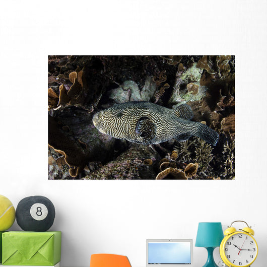 Large Map Pufferfish Swims Wall Decal