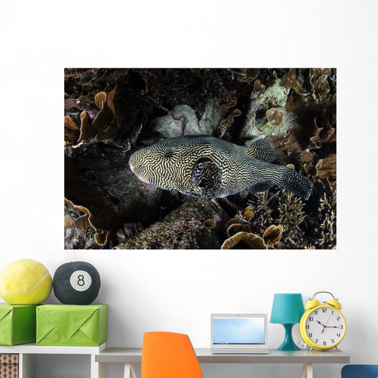Large Map Pufferfish Swims Wall Decal