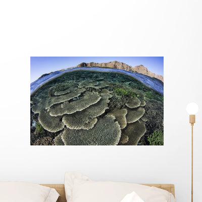 Beautiful and Fragile Coral Looking Down Wall Decal shown on a wall