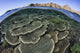 Beautiful and Fragile Coral Looking Down Wall Decal