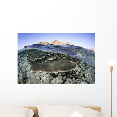 Beautiful and Fragile Coral Water Surface Wall Decal shown on a wall