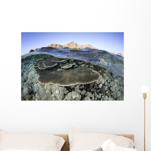 Beautiful and Fragile Coral Water Surface Wall Decal