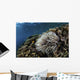 Anemone Grows Fragile Reef Wall Decal