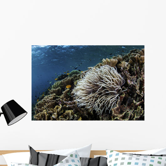 Anemone Grows Fragile Reef Wall Decal