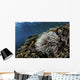 Anemone Grows Fragile Reef Wall Decal