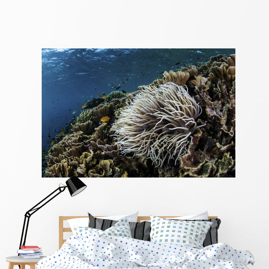Anemone Grows Fragile Reef Wall Decal