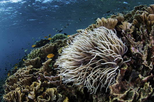 Anemone Grows Fragile Reef Wall Decal