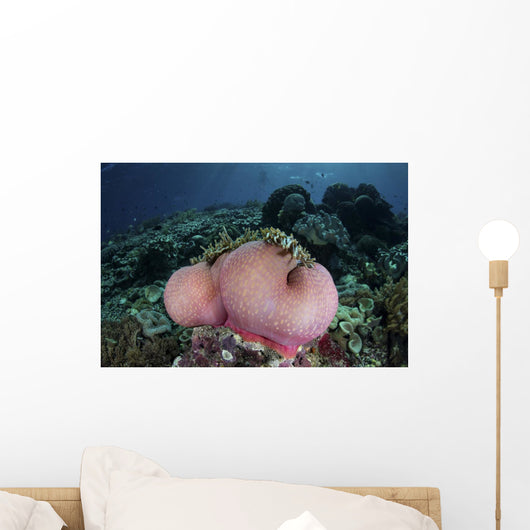 Magnificent Sea Anemone Grows Wall Decal