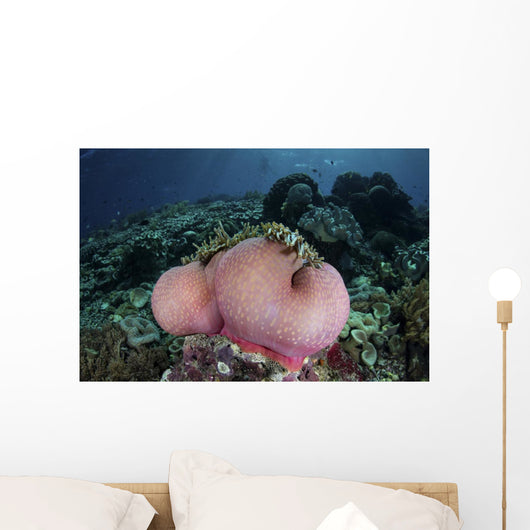 Magnificent Sea Anemone Grows Wall Decal