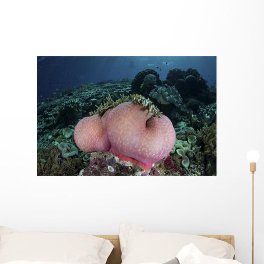 Magnificent Sea Anemone Grows Wall Decal