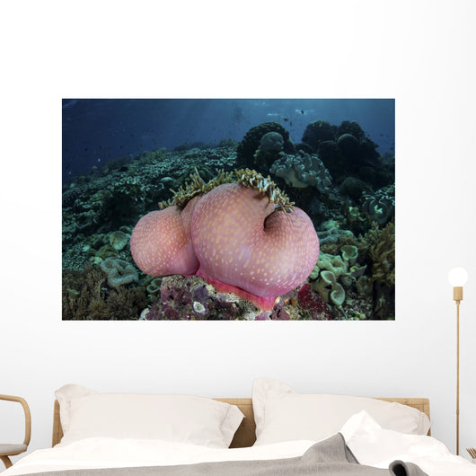 Magnificent Sea Anemone Grows Wall Decal