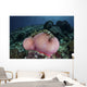 Magnificent Sea Anemone Grows Wall Decal