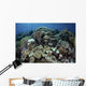 Beautiful and Healthy Coral with Fish Wall Decal