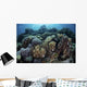 Beautiful and Healthy Coral Light Wall Decal