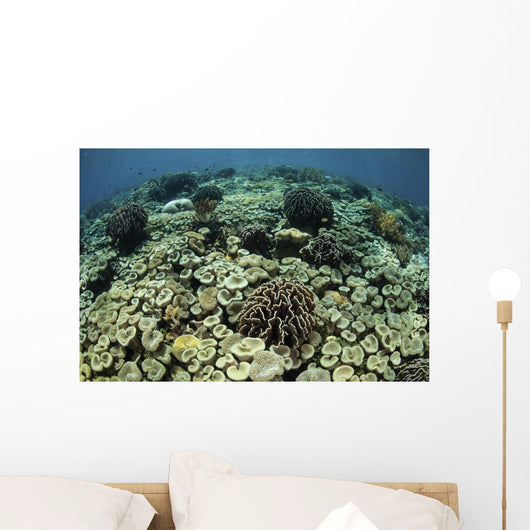 Beautiful and Healthy Coral Looking Down Wall Decal