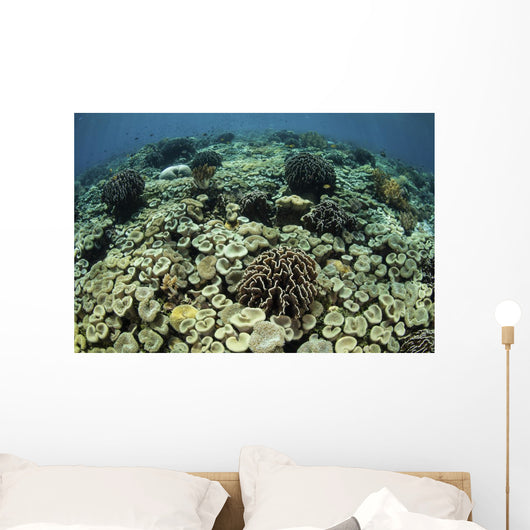 Beautiful and Healthy Coral Looking Down Wall Decal