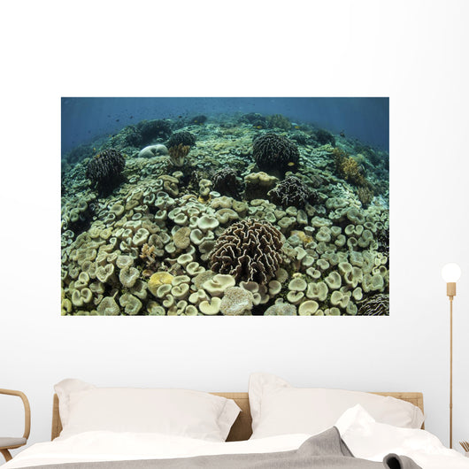 Beautiful and Healthy Coral Looking Down Wall Decal