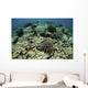 Beautiful and Healthy Coral Looking Down Wall Decal