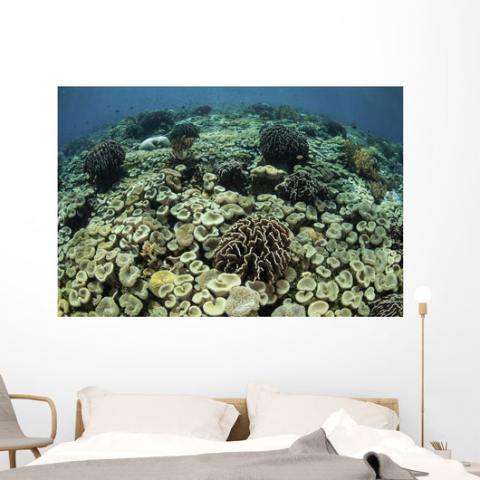 Beautiful and Healthy Coral Looking Down Wall Decal