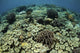 Beautiful and Healthy Coral Looking Down Wall Decal