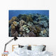 Beautiful and Healthy Coral Variety Wall Decal