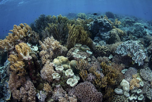 Beautiful and Healthy Coral Variety Wall Decal
