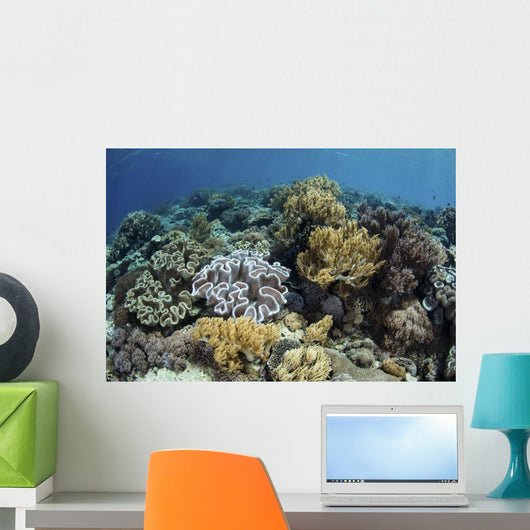 Beautiful and Healthy Coral Close-up Wall Decal