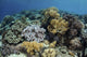 Beautiful and Healthy Coral Close-up Wall Decal