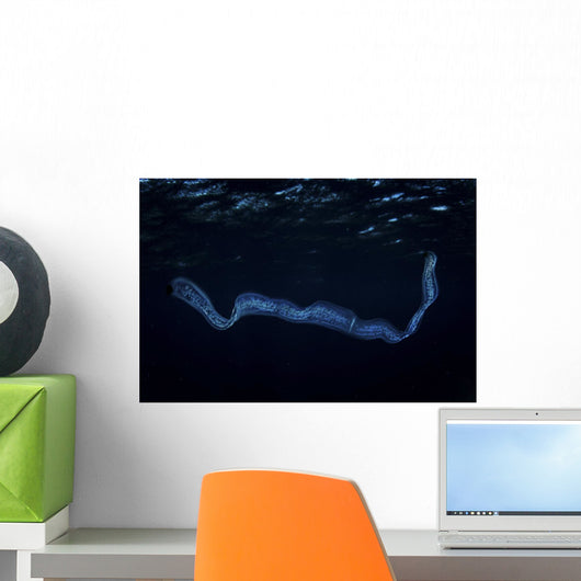 Irridescent Venus Girdle Water Surface Wall Decal