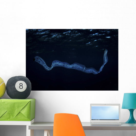 Irridescent Venus Girdle Water Surface Wall Decal