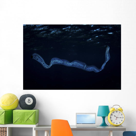 Irridescent Venus Girdle Water Surface Wall Decal