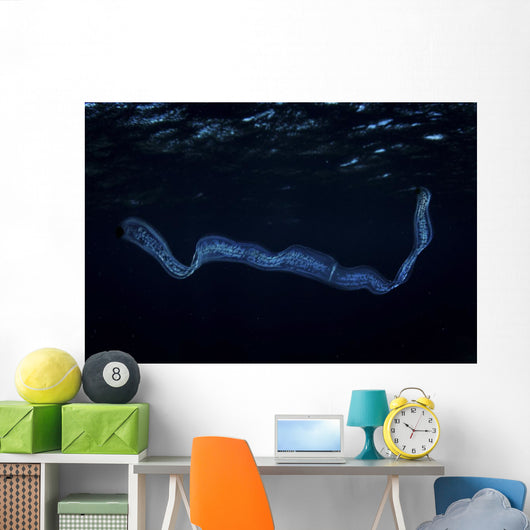 Irridescent Venus Girdle Water Surface Wall Decal