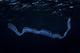 Irridescent Venus Girdle Water Surface Wall Decal