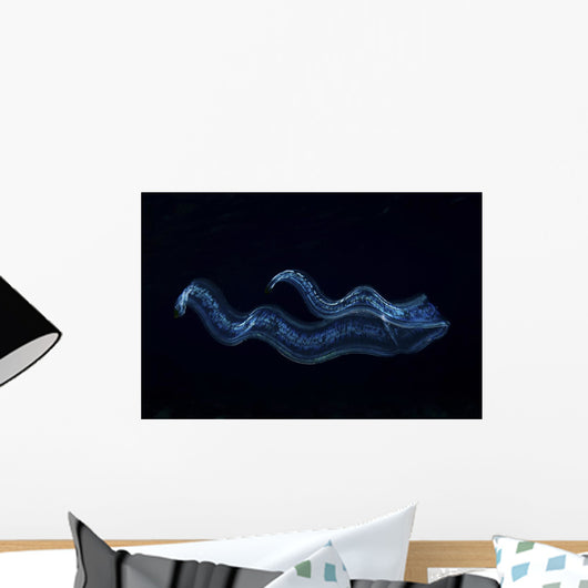 Irridescent Venus Girdle Wall Decal