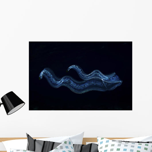 Irridescent Venus Girdle Wall Decal