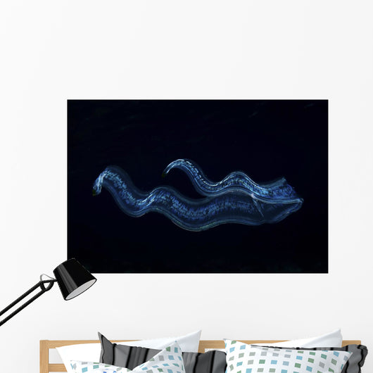 Irridescent Venus Girdle Wall Decal