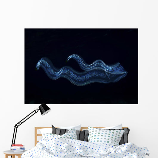 Irridescent Venus Girdle Wall Decal