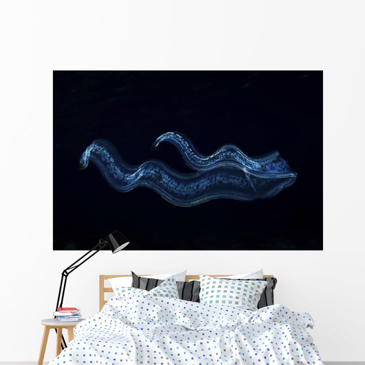 Irridescent Venus Girdle Wall Decal