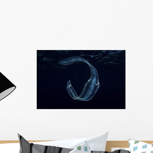 Irridescent Venus Girdle Drifting in Water Wall Decal